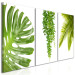 Canvas Beautiful Palm Trees (3 Parts) 108567 additionalThumb 2