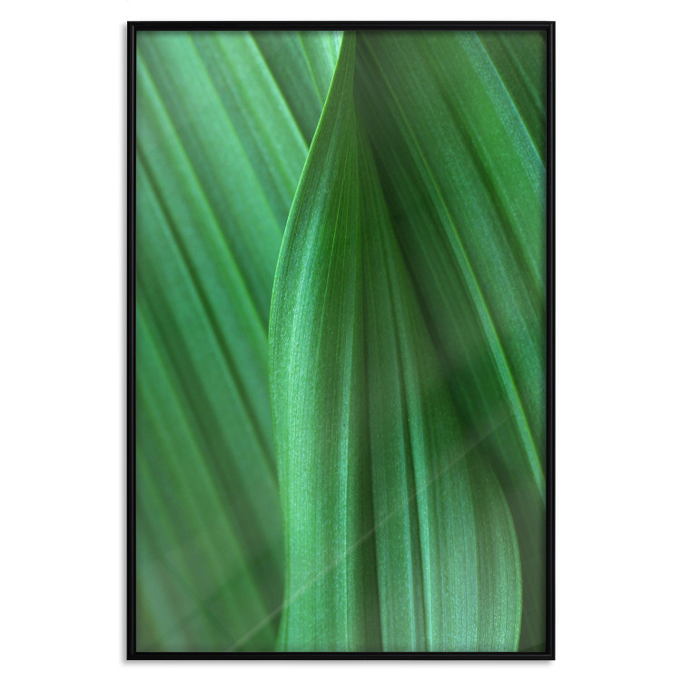 Poster Leaf Texture - composition with a green plant motif 116967 additionalImage 24