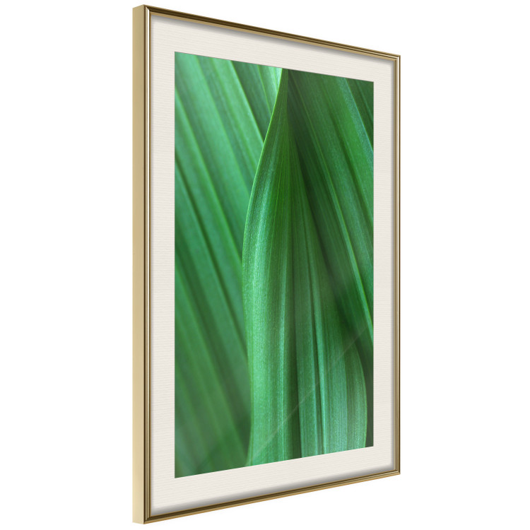 Poster Leaf Texture - composition with a green plant motif 116967 additionalImage 2