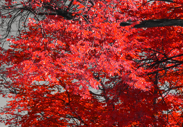 Canvas Autumn in the Park (5 Parts) Wide Red 122767 additionalImage 4