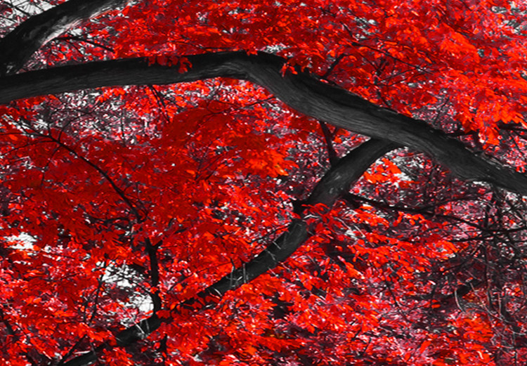 Canvas Autumn in the Park (5 Parts) Wide Red 122767 additionalImage 5