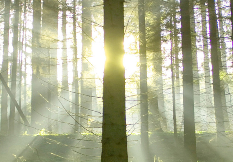 Large canvas print Dawn in the Forest II [Large Format] 125567 additionalImage 4