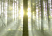 Large canvas print Dawn in the Forest II [Large Format] 125567 additionalThumb 4