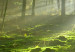 Large canvas print Dawn in the Forest II [Large Format] 125567 additionalThumb 3
