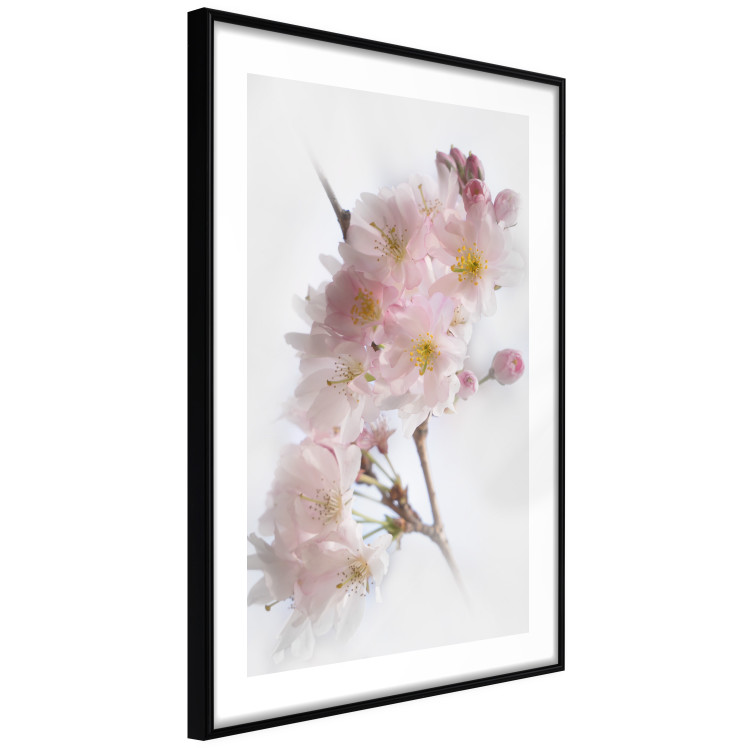 Poster Spring in Japan - branch with pink flowers on a bright white background 125867 additionalImage 13