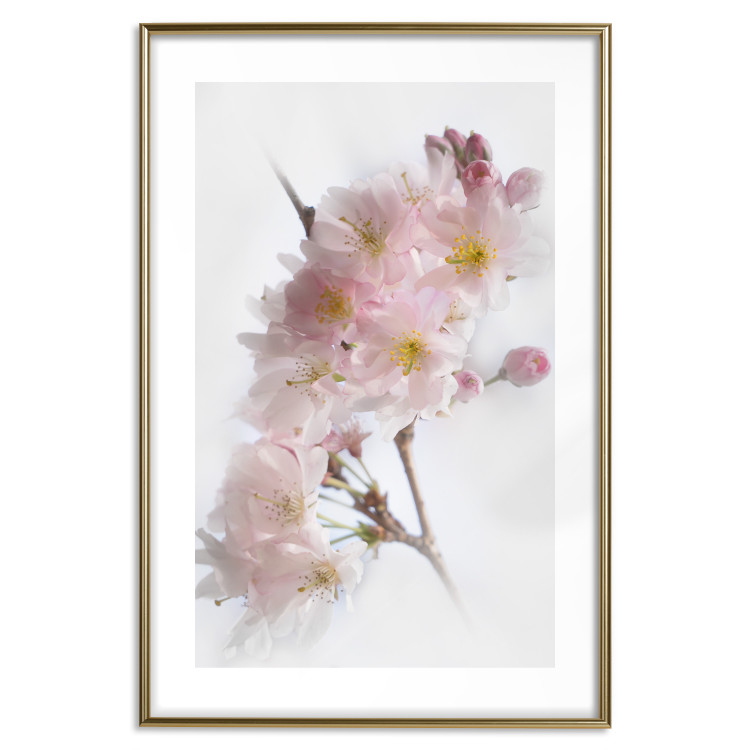Poster Spring in Japan - branch with pink flowers on a bright white background 125867 additionalImage 27