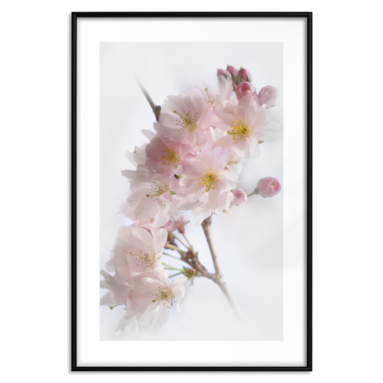 Poster Spring in Japan - branch with pink flowers on a bright white background 125867 additionalImage 25