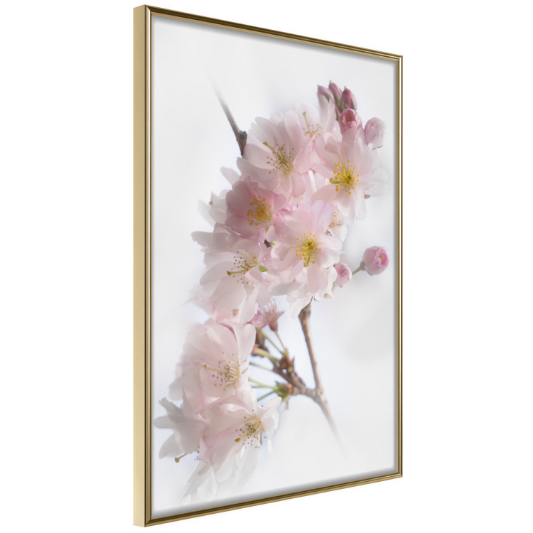 Poster Spring in Japan - branch with pink flowers on a bright white background 125867 additionalImage 14