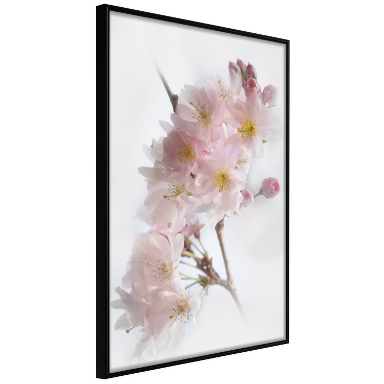 Poster Spring in Japan - branch with pink flowers on a bright white background 125867 additionalImage 12