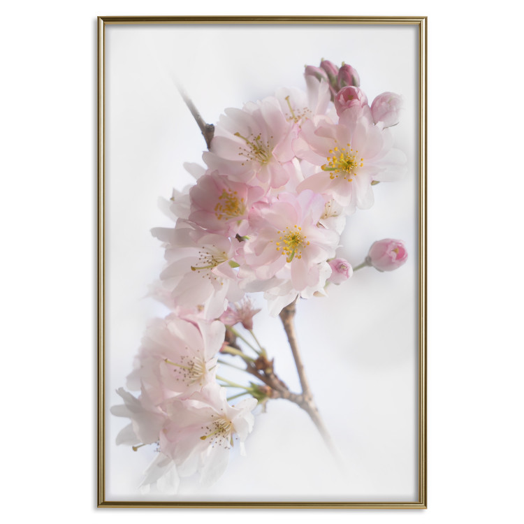 Poster Spring in Japan - branch with pink flowers on a bright white background 125867 additionalImage 26