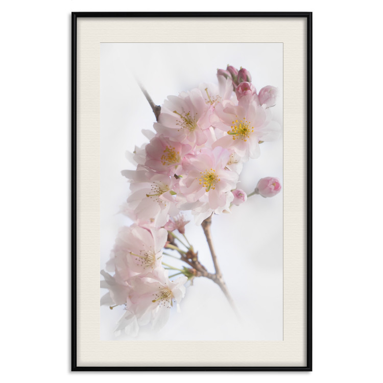 Poster Spring in Japan - branch with pink flowers on a bright white background 125867 additionalImage 24