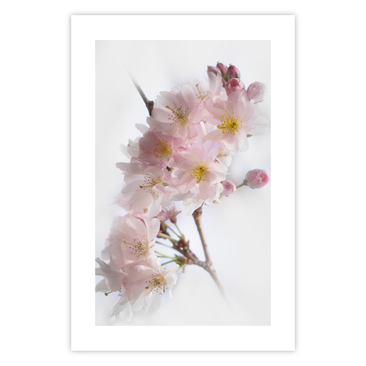 Poster Spring in Japan - branch with pink flowers on a bright white background 125867 additionalImage 18