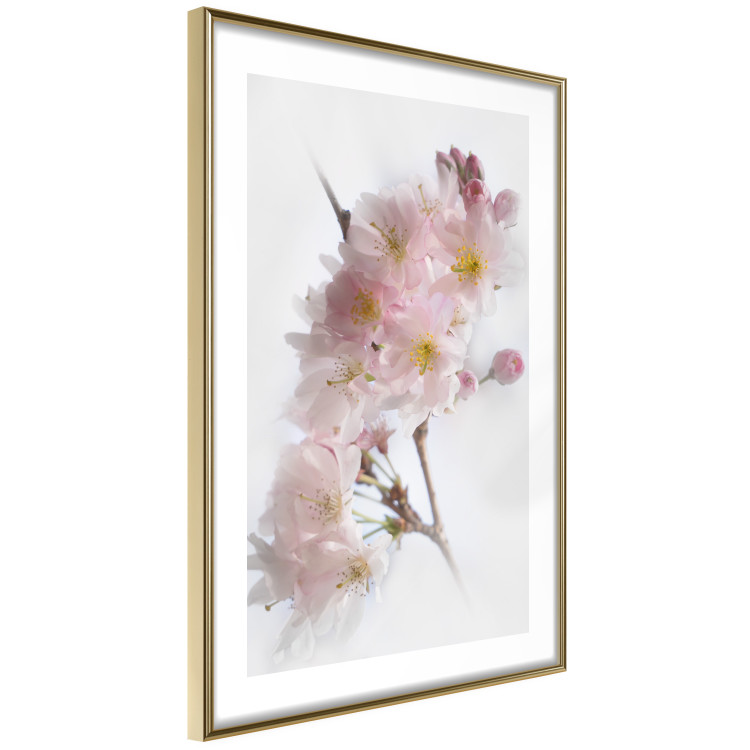 Poster Spring in Japan - branch with pink flowers on a bright white background 125867 additionalImage 8