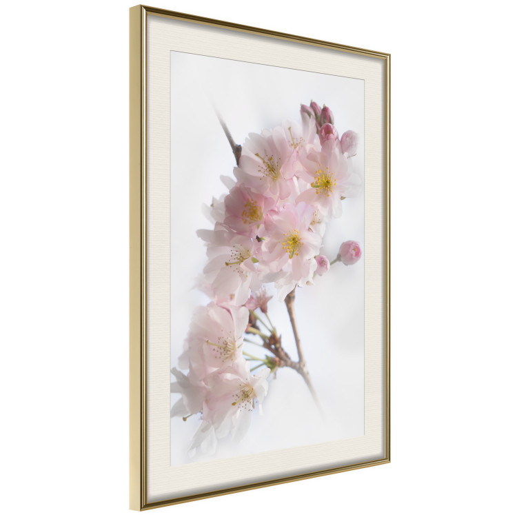 Poster Spring in Japan - branch with pink flowers on a bright white background 125867 additionalImage 2