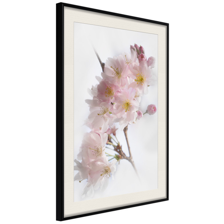 Poster Spring in Japan - branch with pink flowers on a bright white background 125867 additionalImage 3