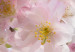 Poster Spring in Japan - branch with pink flowers on a bright white background 125867 additionalThumb 9