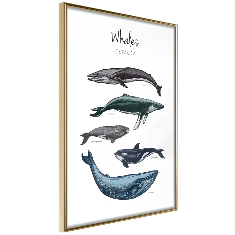 Wall Poster Whales - marine animals with Latin inscriptions on a white background 126867 additionalImage 14