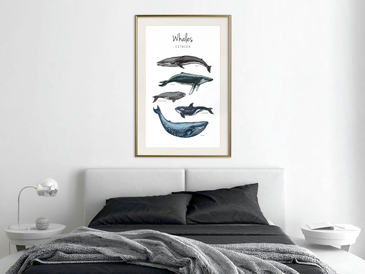 Wall Poster Whales - marine animals with Latin inscriptions on a white background 126867 additionalImage 22
