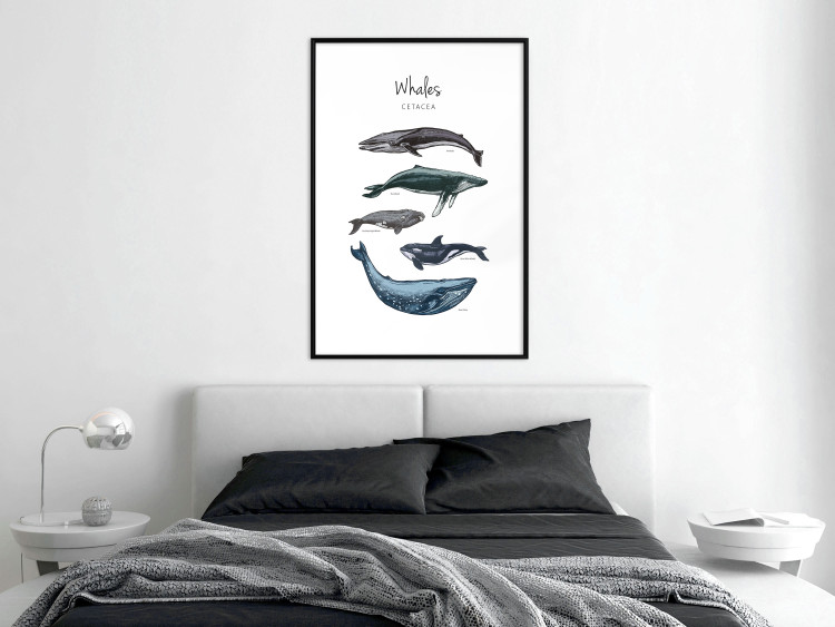 Wall Poster Whales - marine animals with Latin inscriptions on a white background 126867 additionalImage 23