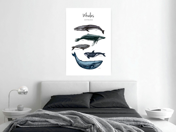 Wall Poster Whales - marine animals with Latin inscriptions on a white background 126867 additionalImage 4