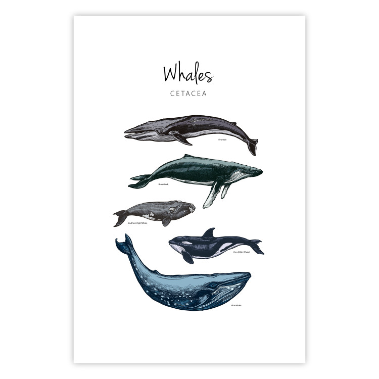 Wall Poster Whales - marine animals with Latin inscriptions on a white background 126867 additionalImage 19