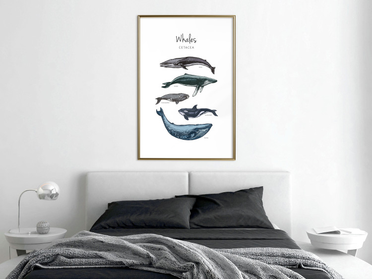 Wall Poster Whales - marine animals with Latin inscriptions on a white background 126867 additionalImage 13