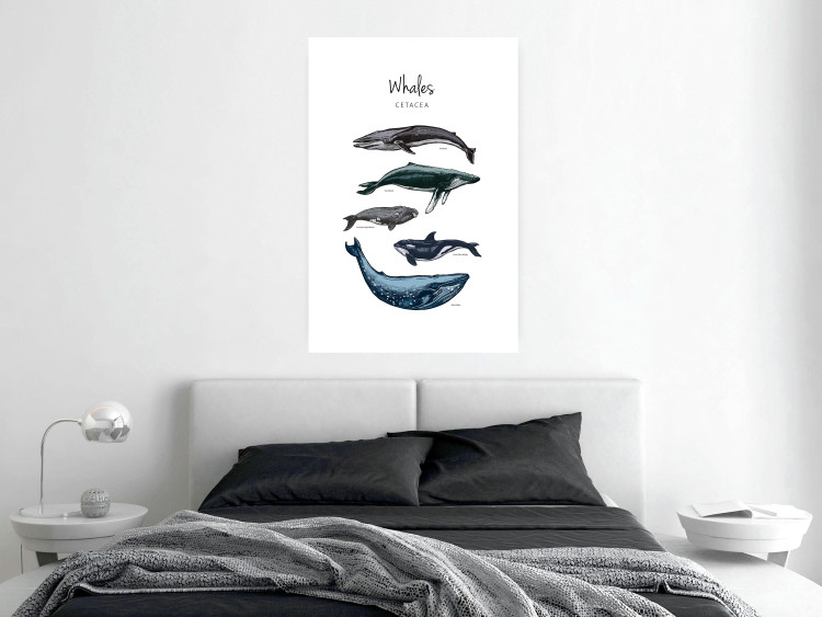 Wall Poster Whales - marine animals with Latin inscriptions on a white background 126867 additionalImage 3