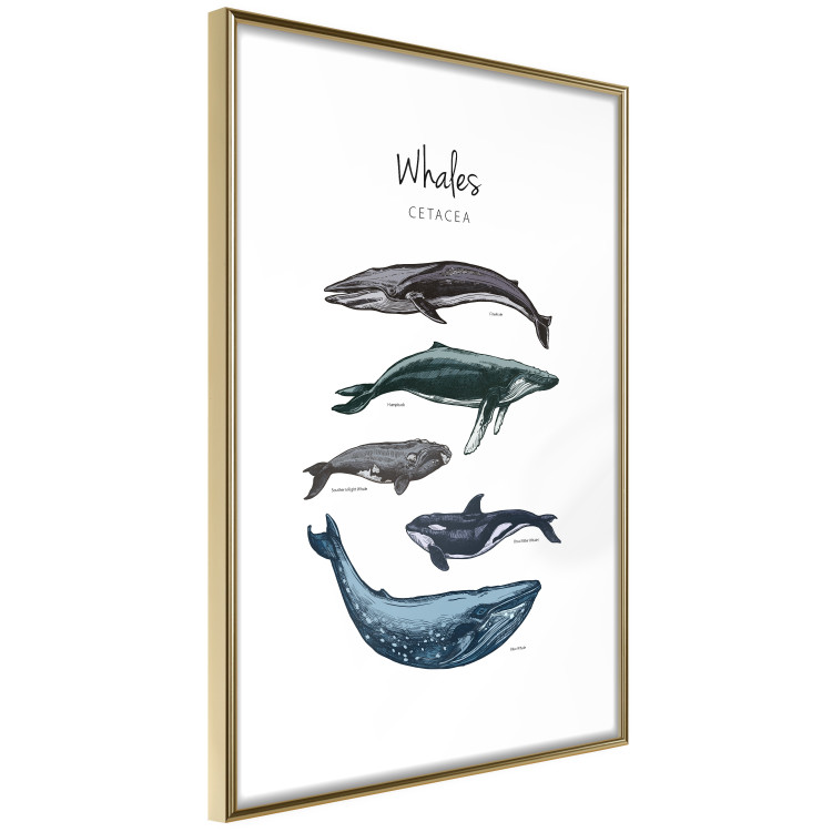 Wall Poster Whales - marine animals with Latin inscriptions on a white background 126867 additionalImage 9