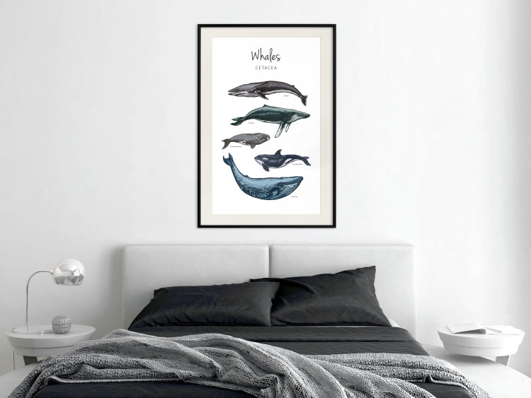 Wall Poster Whales - marine animals with Latin inscriptions on a white background 126867 additionalImage 24