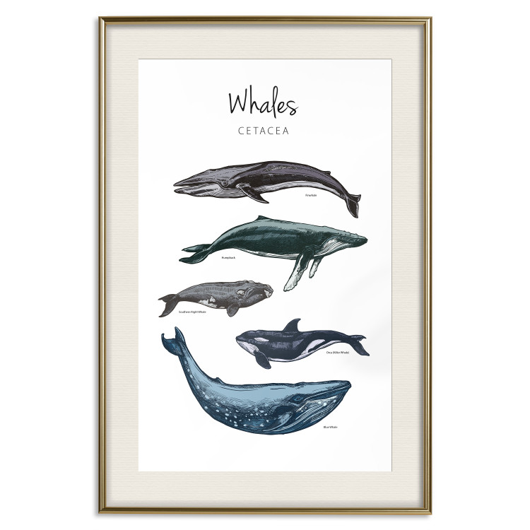 Wall Poster Whales - marine animals with Latin inscriptions on a white background 126867 additionalImage 20