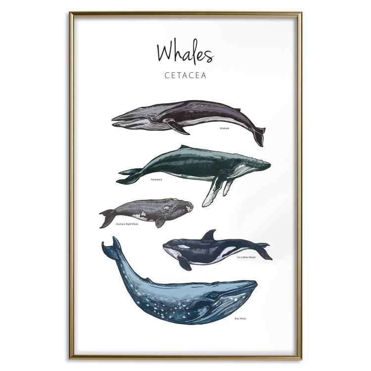 Wall Poster Whales - marine animals with Latin inscriptions on a white background 126867 additionalImage 17