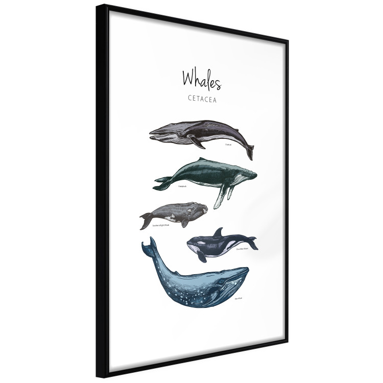 Wall Poster Whales - marine animals with Latin inscriptions on a white background 126867 additionalImage 6