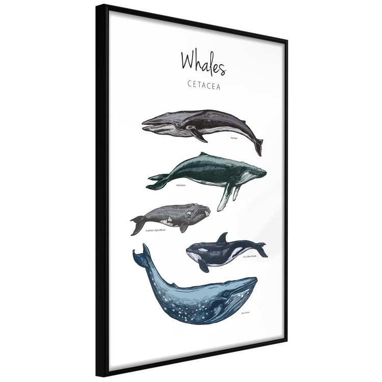 Wall Poster Whales - marine animals with Latin inscriptions on a white background 126867 additionalImage 13