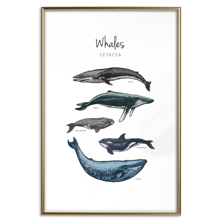 Wall Poster Whales - marine animals with Latin inscriptions on a white background 126867 additionalImage 16