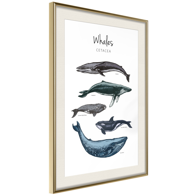 Wall Poster Whales - marine animals with Latin inscriptions on a white background 126867 additionalImage 3