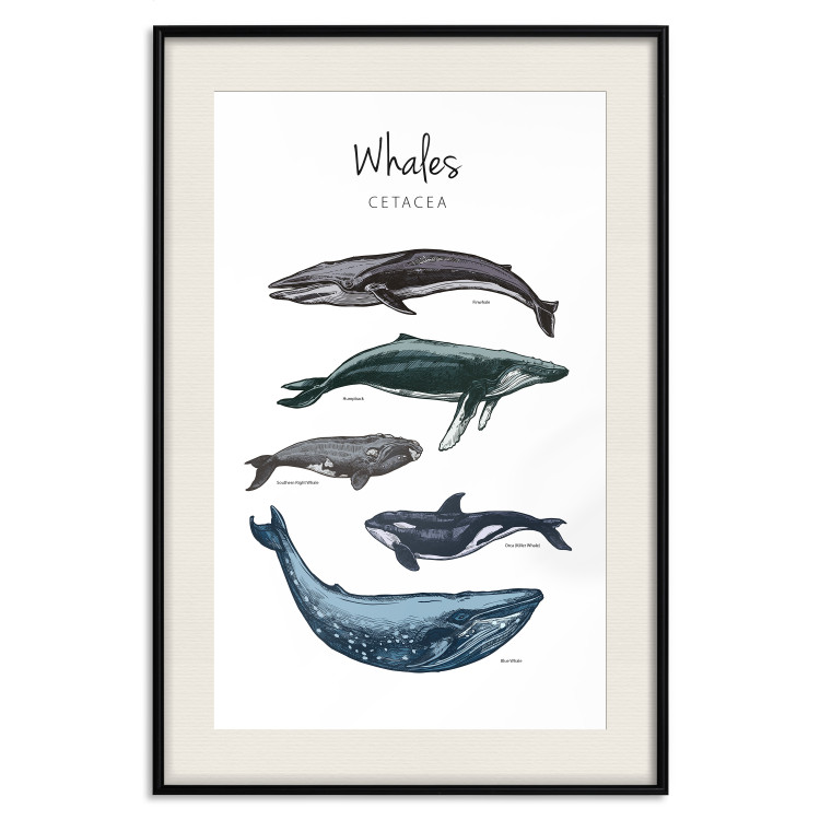 Wall Poster Whales - marine animals with Latin inscriptions on a white background 126867 additionalImage 19