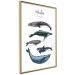 Wall Poster Whales - marine animals with Latin inscriptions on a white background 126867 additionalThumb 12