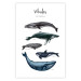 Wall Poster Whales - marine animals with Latin inscriptions on a white background 126867