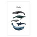 Wall Poster Whales - marine animals with Latin inscriptions on a white background 126867 additionalThumb 25