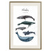 Wall Poster Whales - marine animals with Latin inscriptions on a white background 126867 additionalThumb 20