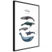 Wall Poster Whales - marine animals with Latin inscriptions on a white background 126867 additionalThumb 8