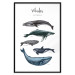 Wall Poster Whales - marine animals with Latin inscriptions on a white background 126867 additionalThumb 16