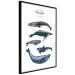 Wall Poster Whales - marine animals with Latin inscriptions on a white background 126867 additionalThumb 13