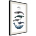 Wall Poster Whales - marine animals with Latin inscriptions on a white background 126867 additionalThumb 2