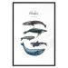 Wall Poster Whales - marine animals with Latin inscriptions on a white background 126867 additionalThumb 17