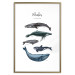 Wall Poster Whales - marine animals with Latin inscriptions on a white background 126867 additionalThumb 16
