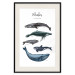 Wall Poster Whales - marine animals with Latin inscriptions on a white background 126867 additionalThumb 19