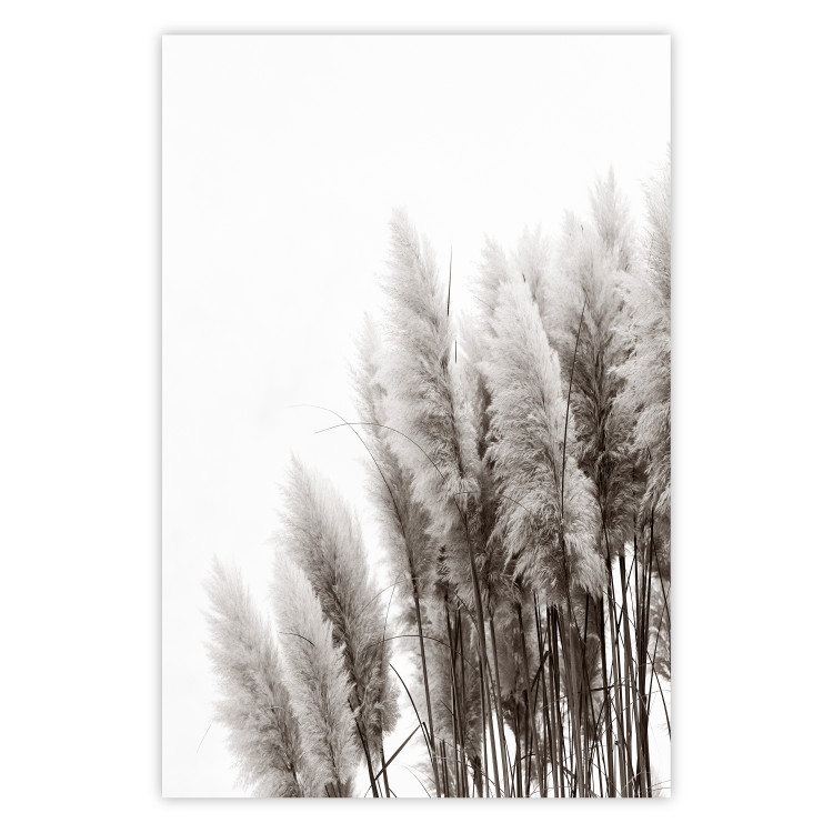 Poster Waiting for the Wind - monochromatic landscape of plants on a white background 130267