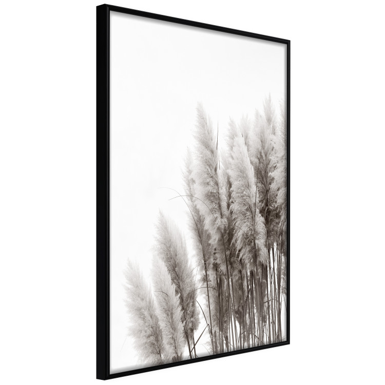 Poster Waiting for the Wind - monochromatic landscape of plants on a white background 130267 additionalImage 13