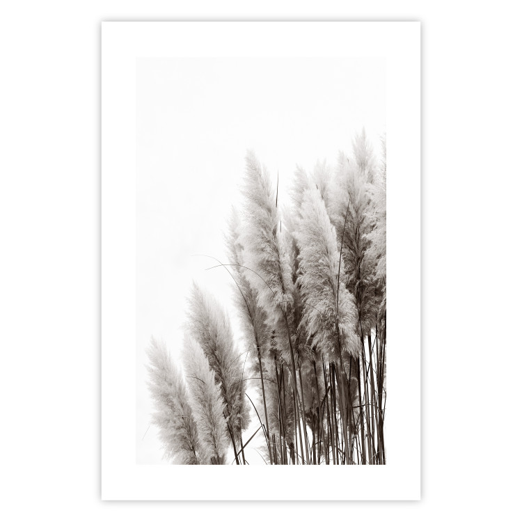 Poster Waiting for the Wind - monochromatic landscape of plants on a white background 130267 additionalImage 25